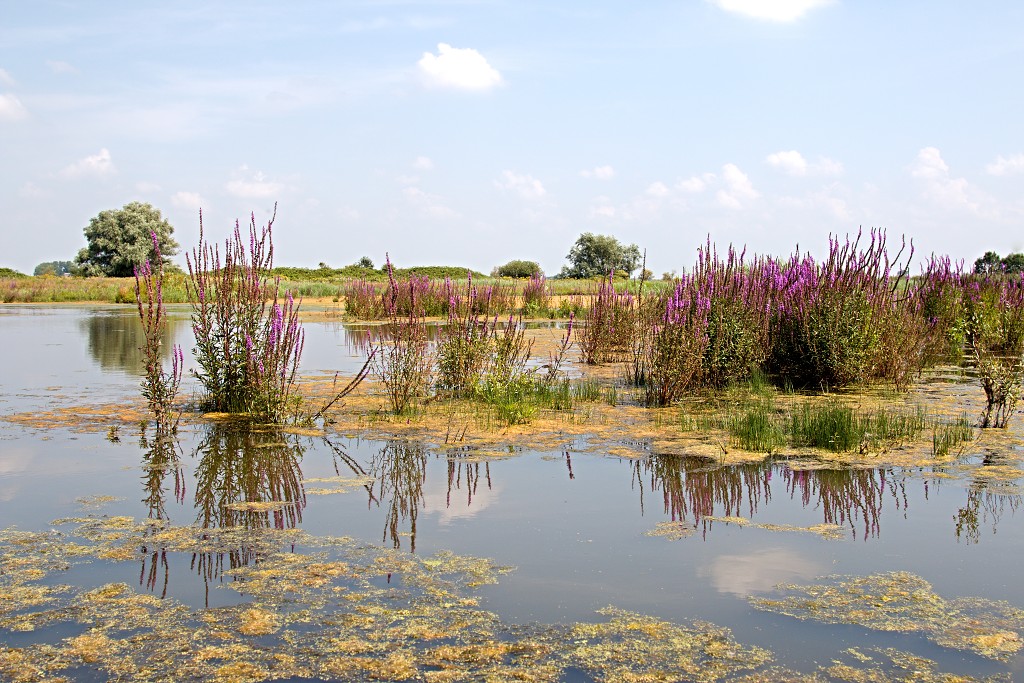 tiengemeten natuur natuurgebied natuurmonumenten hdr schotse hooglanders rien poortvliet museum eiland polder platteland